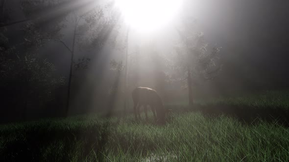 Deer Female in Forest in Fog alt