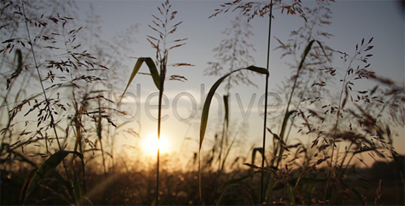 Amber Waves of Grain Pan