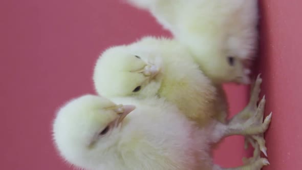 Vertical Video Three Funny Little Yellow Chickens