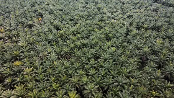 Vast, endless palm oil plantation in Puntarenas, Costa Rica. Aerial tracking shot with camera facing alt