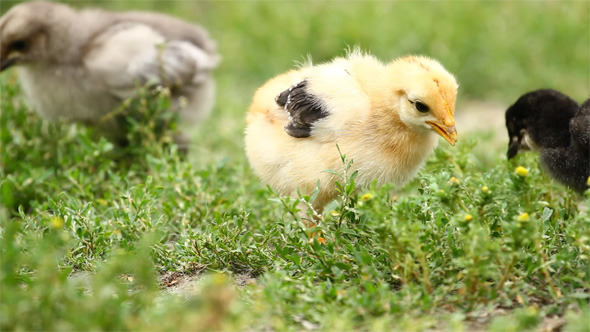 Baby Chicks 