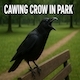 Cawing Crow in Park