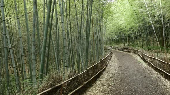 Bamboo tree walking path in Japan alt