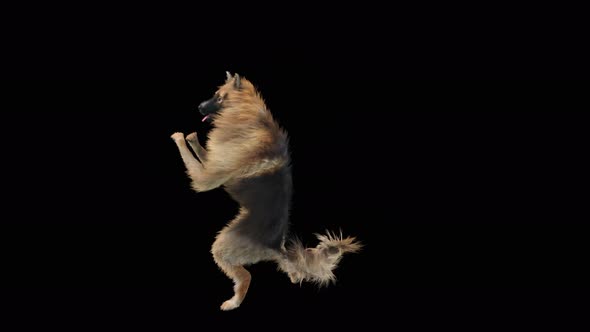 Dog Dance 4K alt