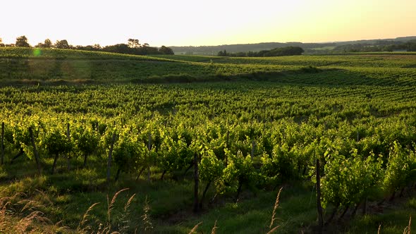 Sunset landscape bordeaux wineyard france, europe Nature, Aquitaine
