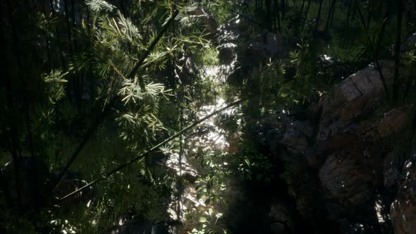 Lush Green Leaves of Bamboo Near the Shore of a Pond with Stones alt