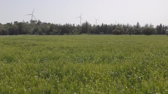 Green Red Poppy Flowers Fields in Cyprus  Footage with Windmill on the Background