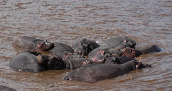Hippopotamus, hippopotamus amphibius, Group standing in River, Masai Mara park in Kenya alt