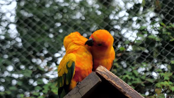 Beautiful Colorful Sun Conure (Aratinga Solstitialis Parrot) Birds on the Birdhouse Roof alt
