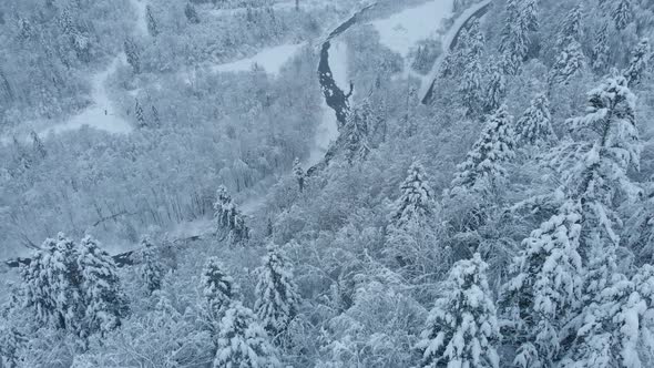 Aerial shot: spruce and pine winter forest completely covered by snow. alt