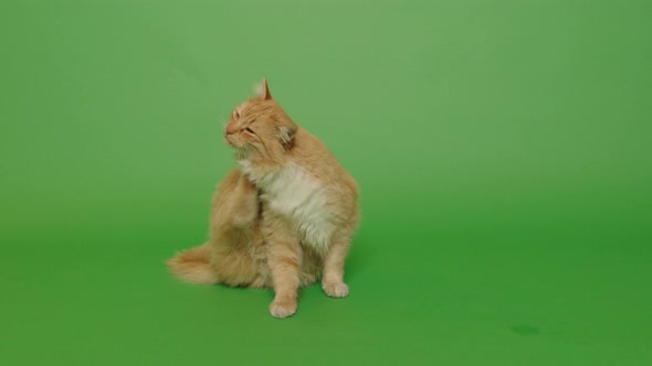 Orange cat on the green screen