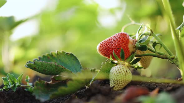 Strawberries Growing Under Green Houses