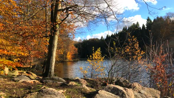 296 Golden autumn leafed trees near the forest lake alt