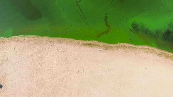 Aerial Top Down of Half Sandy Beach and Half Water Polluted with Green Algae alt