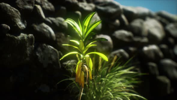 Grass and Stone Wall in the North of England Countryside alt