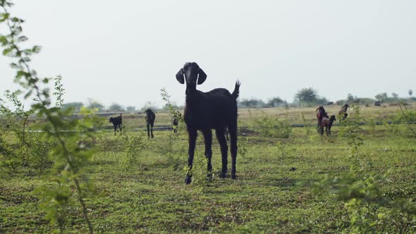 Young Curious Goat Posing Close Up Outdoors on Green Field on Rural Background. Flock of Black alt