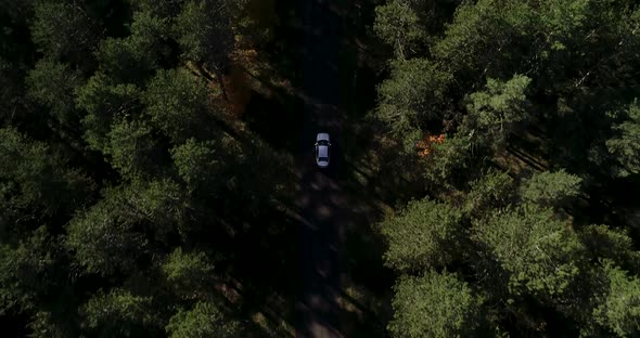 Aerial Top Down  View of White Car Driving on Country Road in the Forest