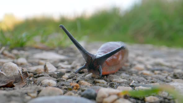 Macro shot of slowly crawling Red Slug on stony ground in wilderness during sunset - Black Antenna a alt