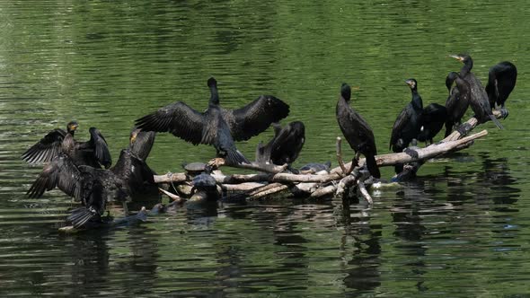 Group of great cormorants (Phalacrocorax carbo) at the lake alt