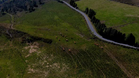 Cattle herd made up of organic cows grazing in a natural mountain environment in the wild and free n alt