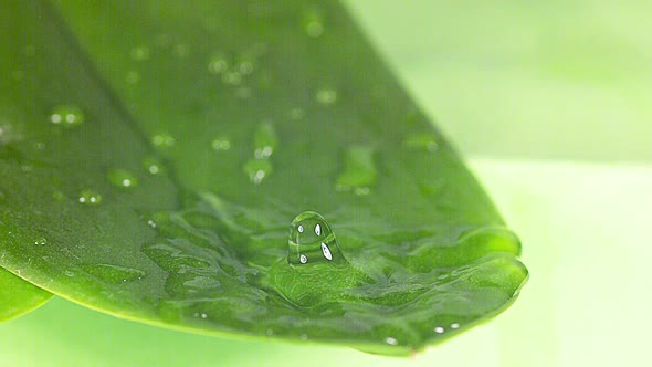 700711 Drop of Water falling on Leaf, Slow motion alt