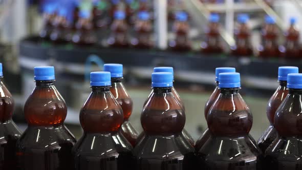Beer in Brown Plastic Bottles Moves on The Conveyor