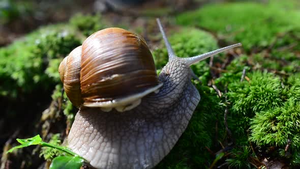 Snail in the Wood alt