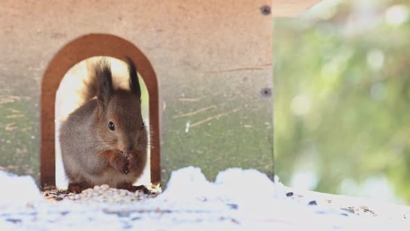 Closeup Portrait of Squirrel