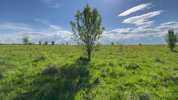 Lonely Tree in a Green Summer Field During Sunset alt