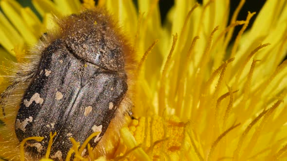 Macro shot of flower bug pollinating yellow dandelion flower during sunny day alt