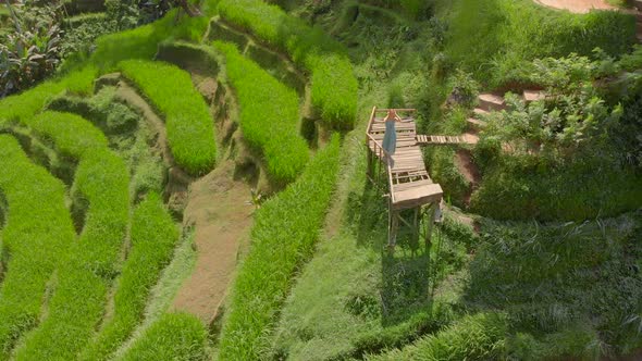 Aerial Shot of a Beautiful Young Woman in a Blue Dress That Visits Famous Tegalalang Rice Terraces alt