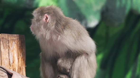 Slow Motion Portrait of a Monkey of the Japanese Macaque Species