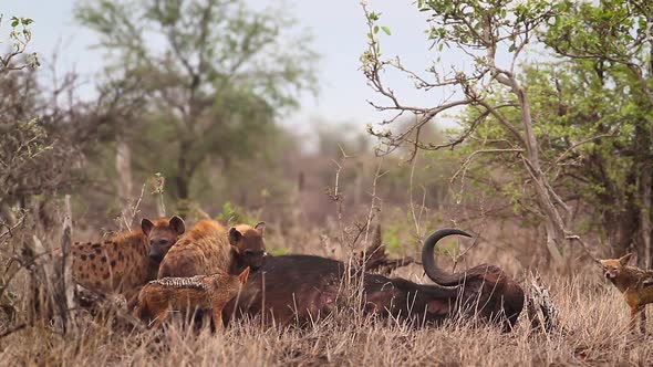 Spotted hyaena in Kruger National park, South Africa alt