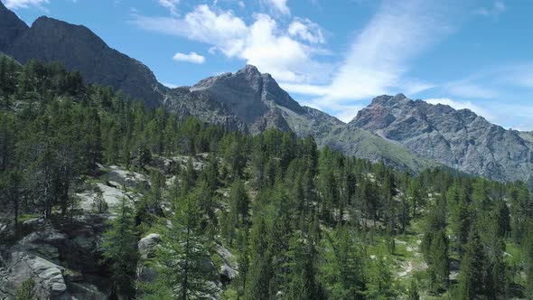 Moving Backward Away From Pine Woods Forest and Rocky Mountain in Summer Day