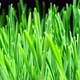 Wheat Sprouts Grow Fast in Time Lapse on a Black Background. Microgreens Seedling Leaves - VideoHive Item for Sale