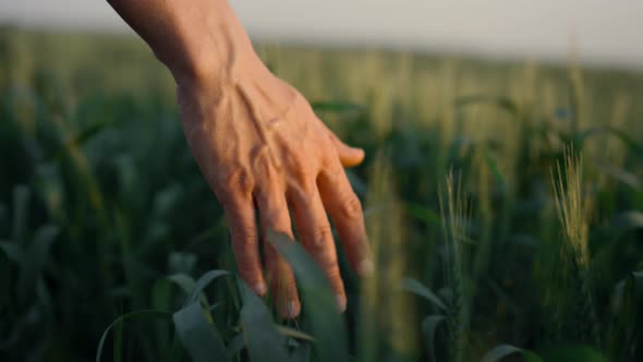 Agronomist Hand Run Spikelets Wheat Field Close Up alt