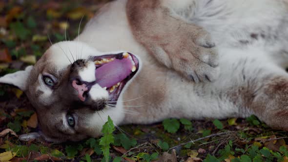 Beautiful Puma in Autumn Forest alt