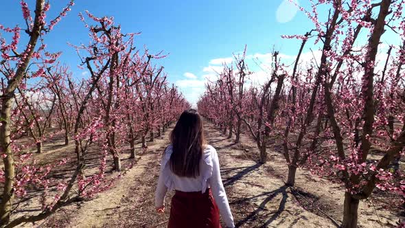Cute young woman walks through almond trees in blossom in Cieza, Spain. alt