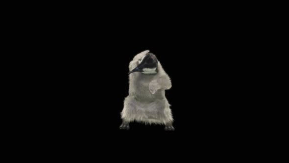 Penguin Dancing HD alt