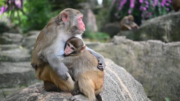 Rhesus Macaque Mother Monkey Feeding and Protects Her Cute Baby Child in Tropical Nature Forest Park