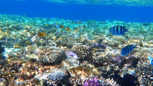 A lot of colorful tropical fish, ocean coral reef.