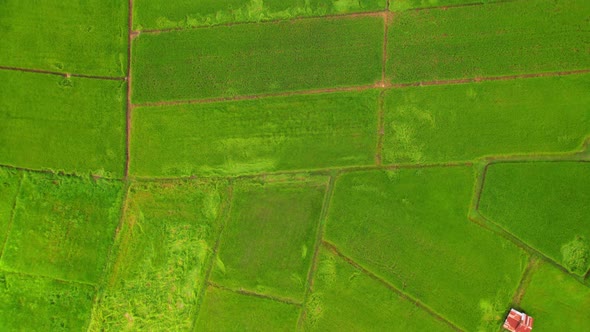 4K, A green rice field waving in the wind, Green rice plants growing. Nature Aerial footage alt