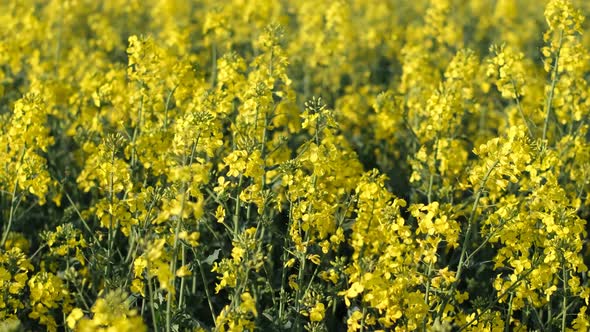 Fields Wit Rapeseed He a Sunni Dai alt