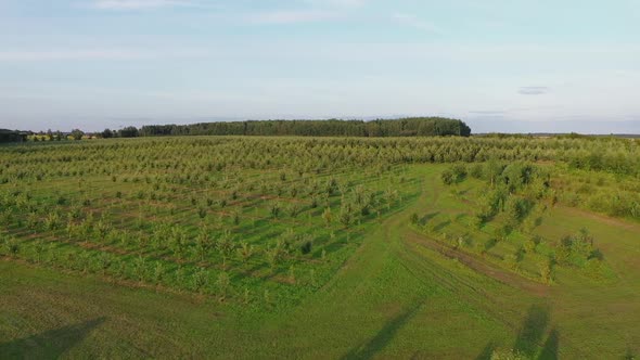 Perspective Aerial View of the Orchard