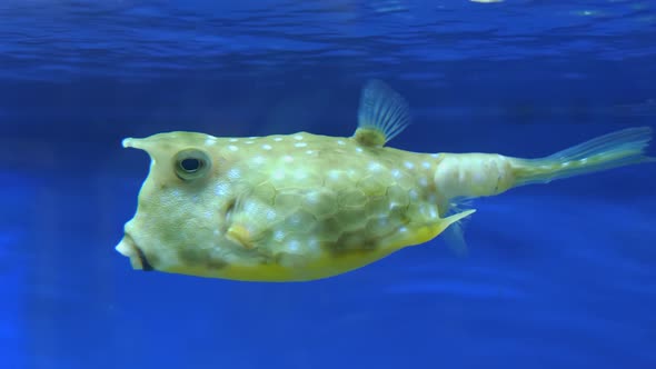 Common Horned Boxfish