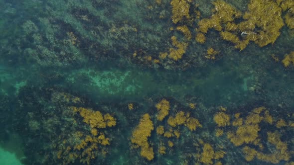 Top down view of sea weed in the ocean, background concept shot alt