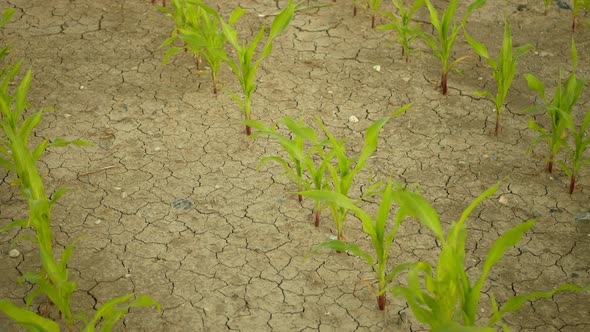 Drought Field Land Maize Corn Leaves Zea Mays Drying Up Soil Drying Up the Soil Cracked Climate