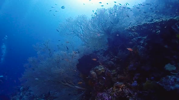 camera gliding along a sloping coral reef with big colorful sea fans & divers below. alt