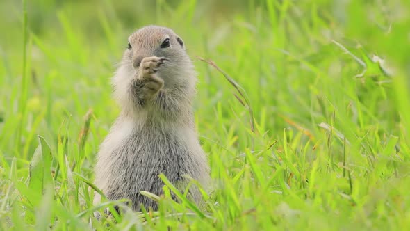 Mountain Caucasian Ground Squirrel or Elbrus Ground Squirrel Spermophilus Musicus alt