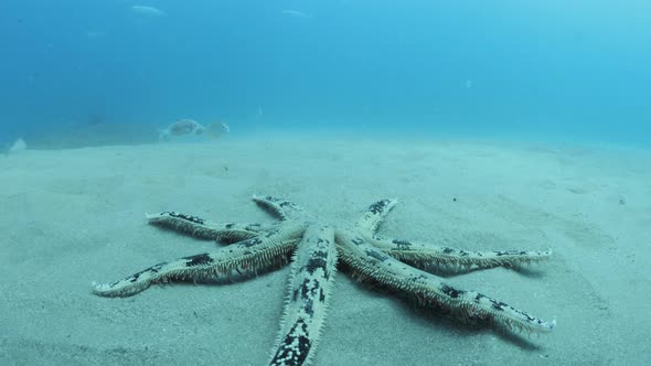 Unique underwater view from a scuba diver of a large Sand-Sifting Starfish walking along the sandy o alt